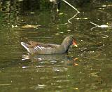 Moorhen 9P51D-138